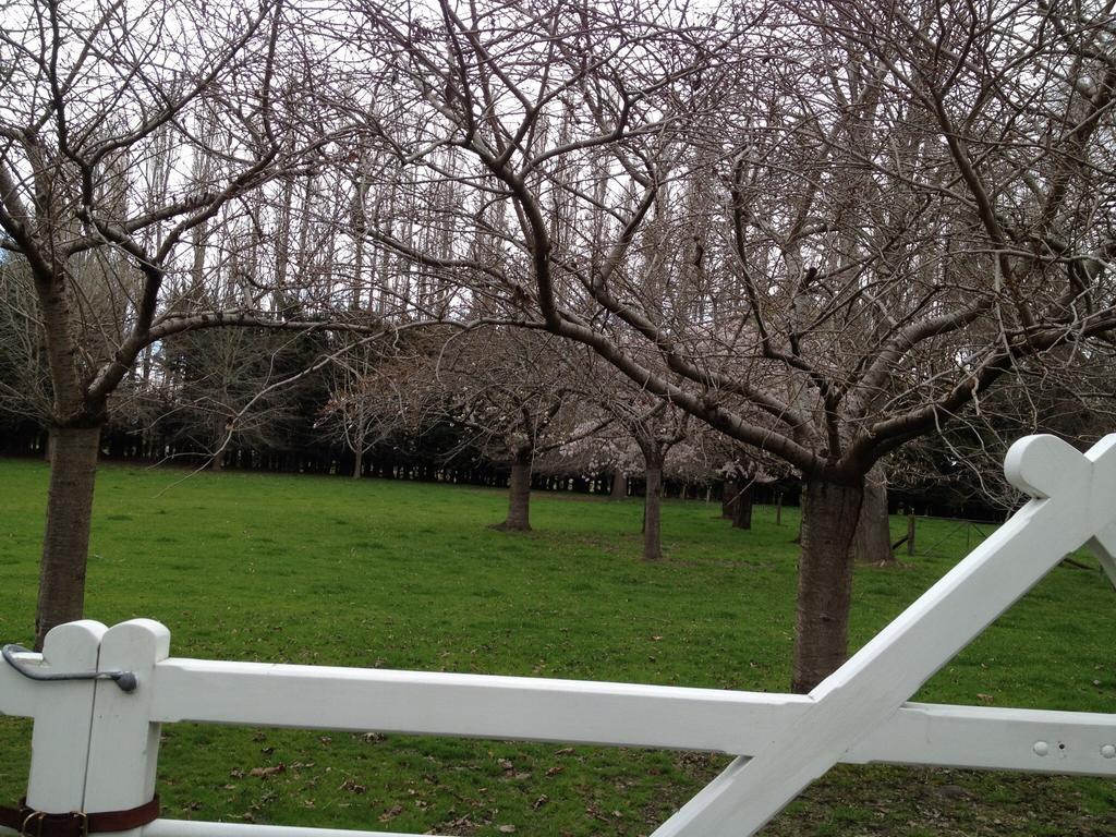 Rhododendron Garden Christchurch Quarto foto