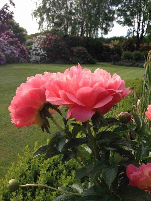Rhododendron Garden Christchurch Exterior foto