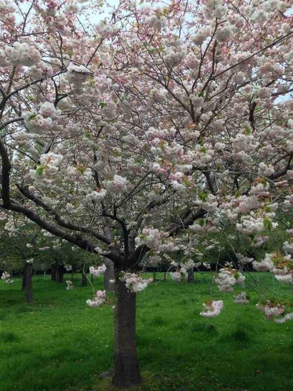 Rhododendron Garden Christchurch Quarto foto
